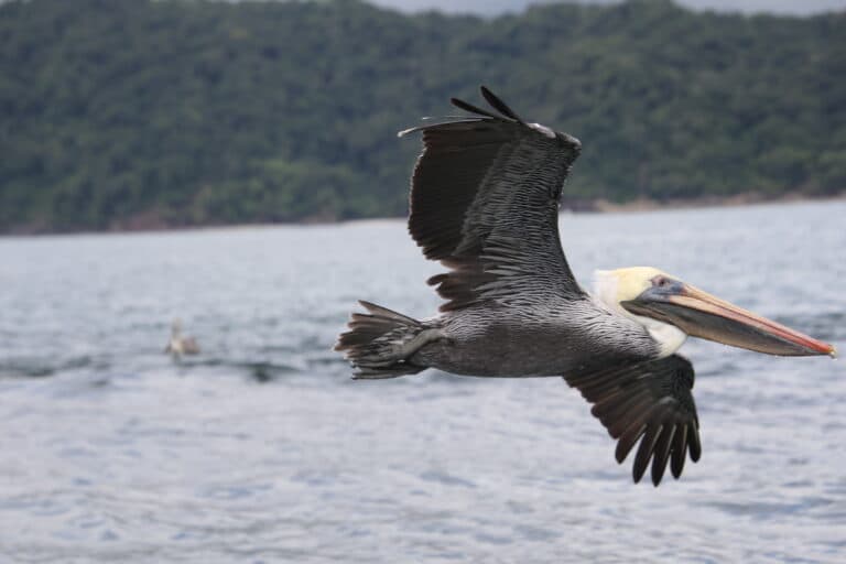 Pelican soars over tranquil ocean scenery | Natural Costa Rica