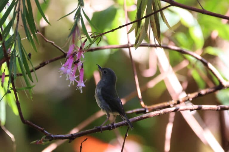 Grey Warbler and Native Fuchsia, New Zealand | Natural Costa Rica
