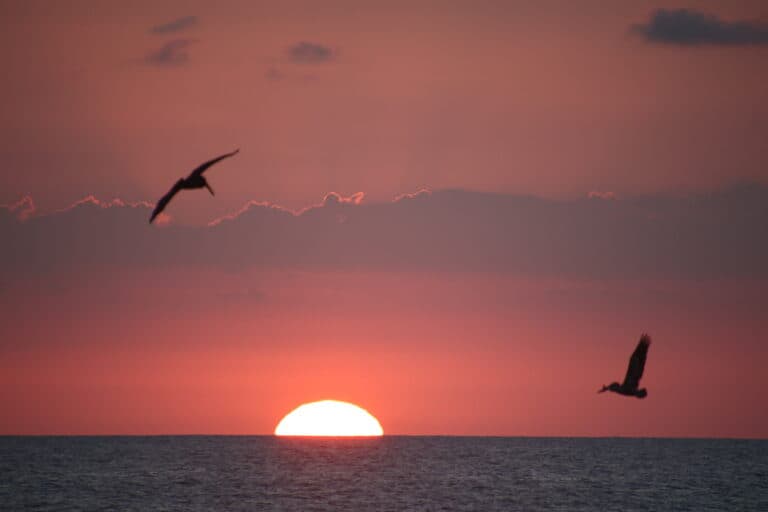Birds Flying Over Ocean at Sunset | Natural Costa Rica