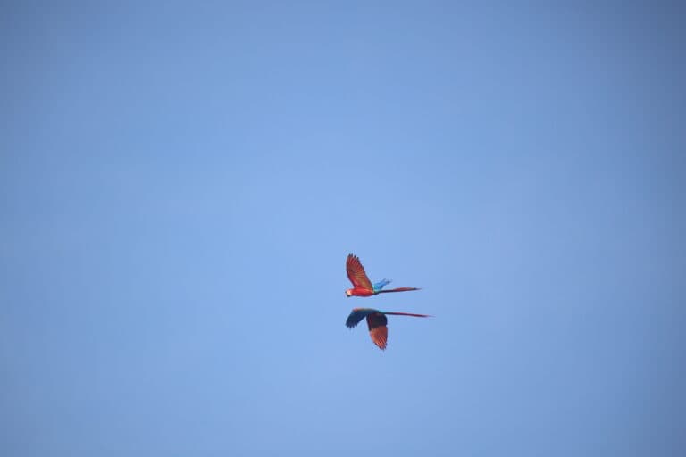 Scarlet Macaws soar through the clear blue sky. | Natural Costa Rica