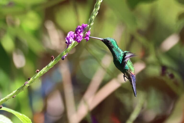 Emerald hummingbird drinking nectar from purple flowers. | Natural Costa Rica
