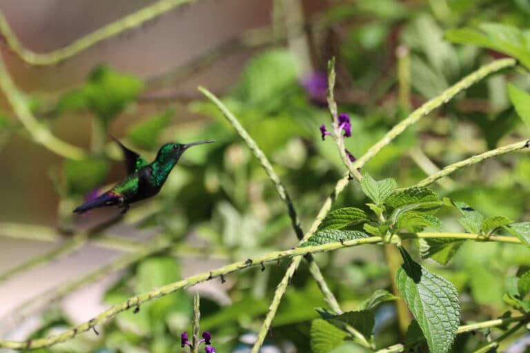 Hummingbird pauses mid-flight, framed by lush foliage. | Natural Costa Rica