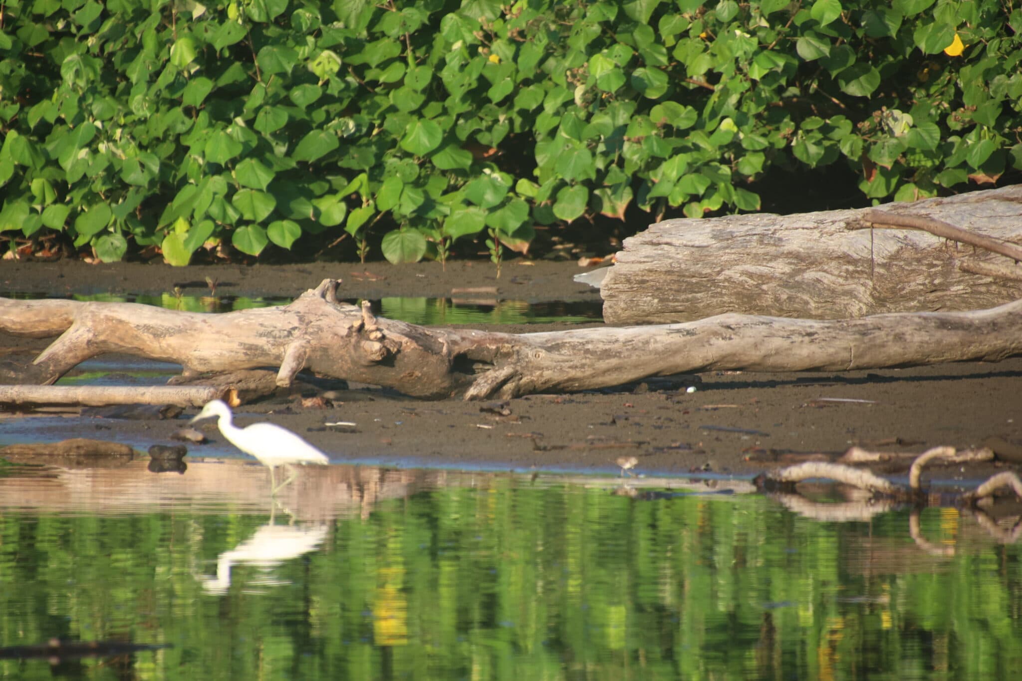 Egret wading through tropical water near fallen logs. | Natural Costa Rica