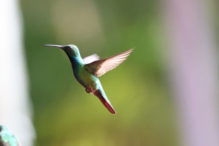 Hummingbird in Flight – A Moment of Grace | Natural Costa Rica