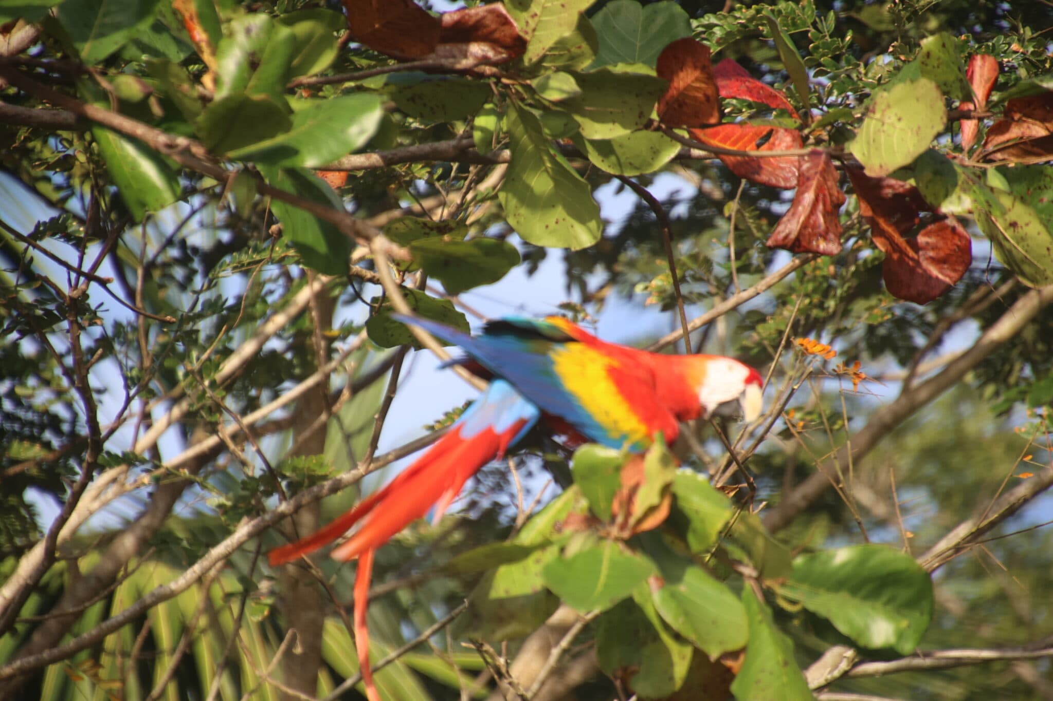 Scarlet Macaw Perched Among the Lush Greenery | Natural Costa Rica