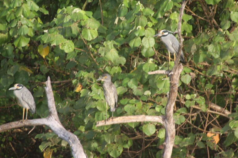 Three Yellow-Crowned Night Herons Perched on Tree | Natural Costa Rica