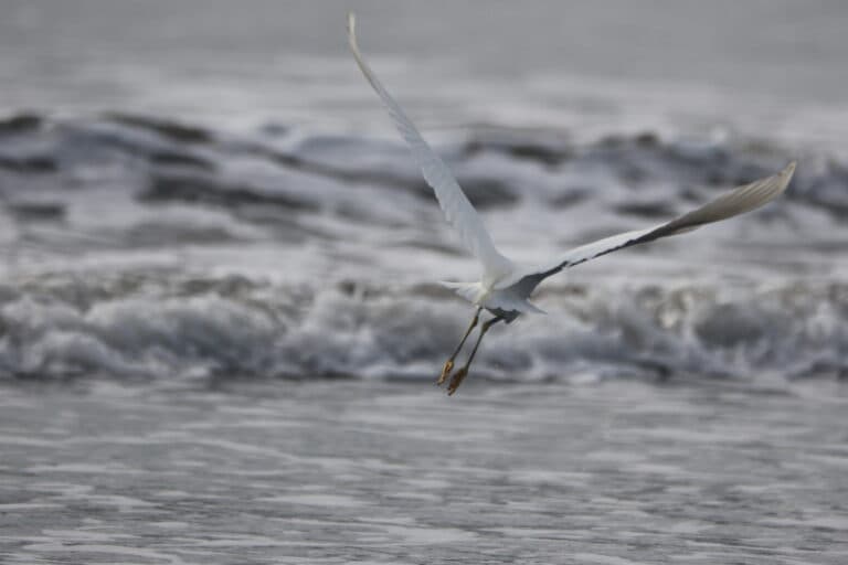 Egret soars gracefully over the ocean waves | Natural Costa Rica