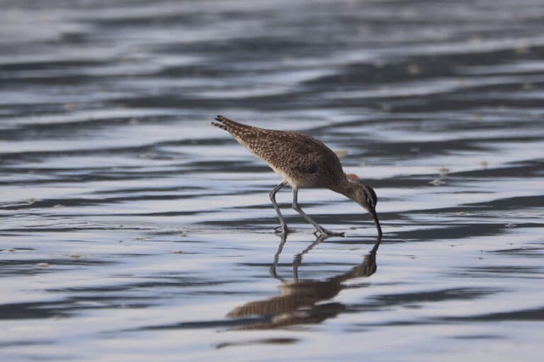Willet Foraging on a Calm Water Surface | Natural Costa Rica