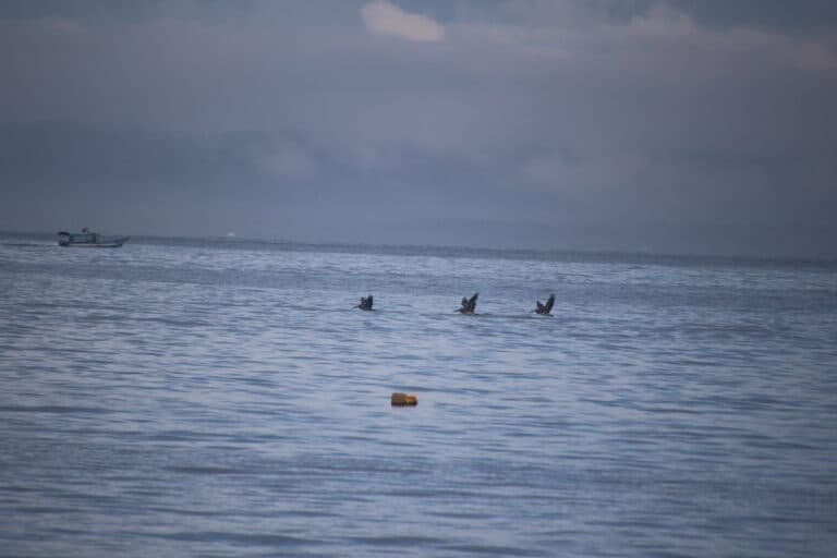 Pelicans fly over the water at dawn | Natural Costa Rica