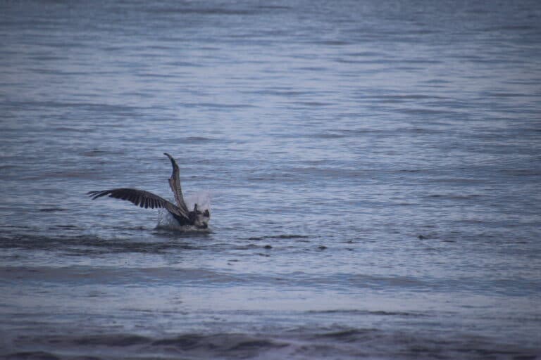 Pelican landing in the ocean water. | Natural Costa Rica