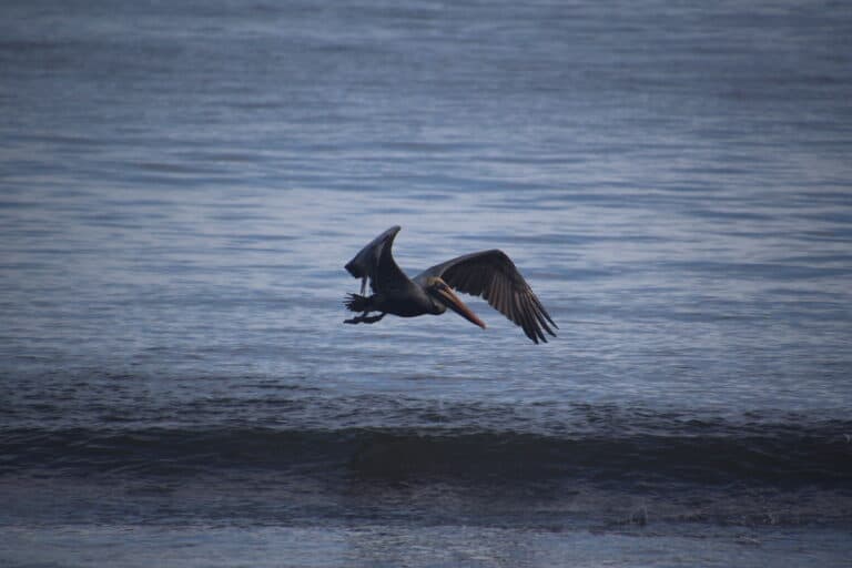 Brown Pelican in Flight Over Water | Natural Costa Rica