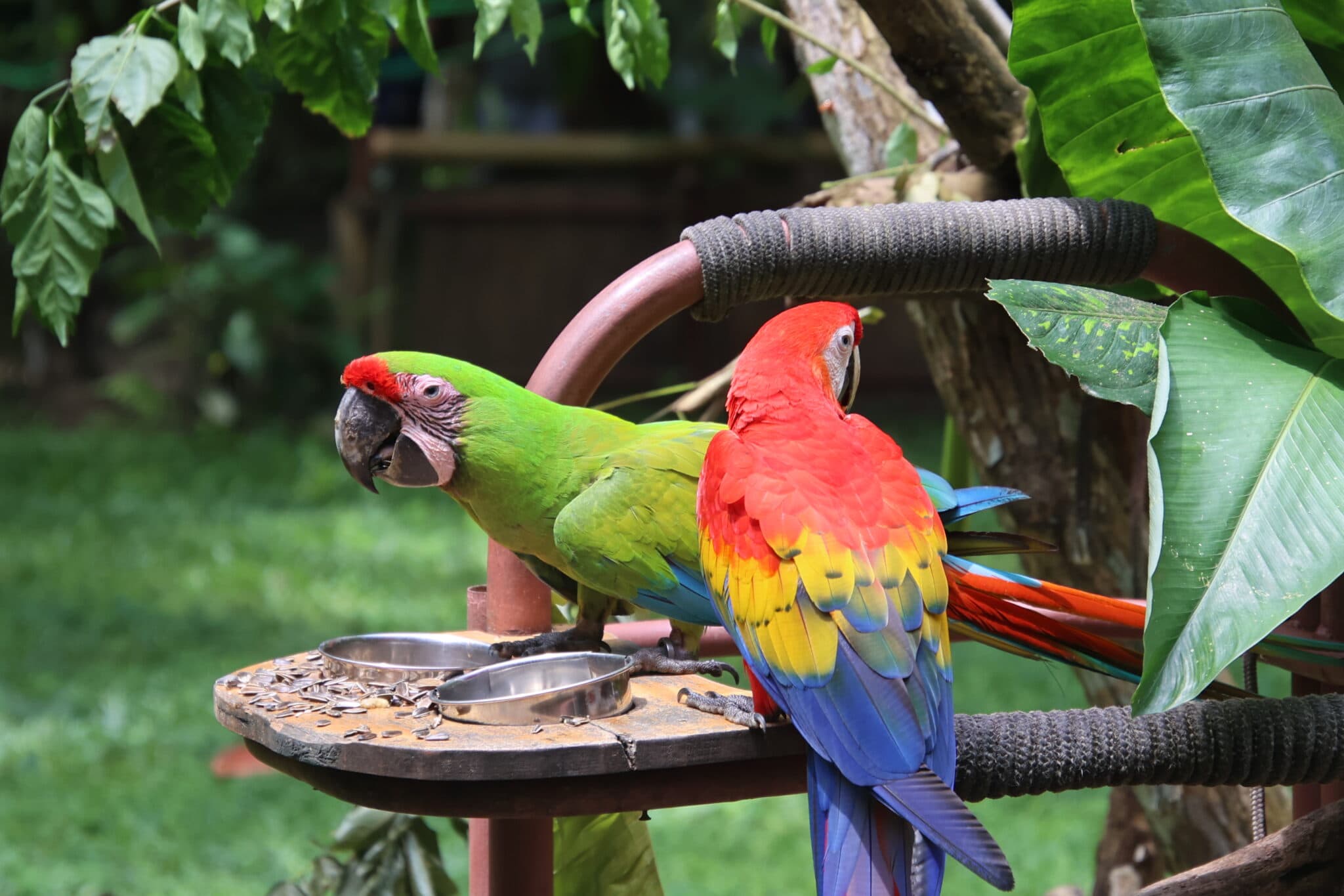 Colorful Macaws enjoying a meal in the tropics. | Natural Costa Rica