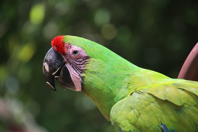 Vibrant Green Macaw Portrait in Lush Setting | Natural Costa Rica