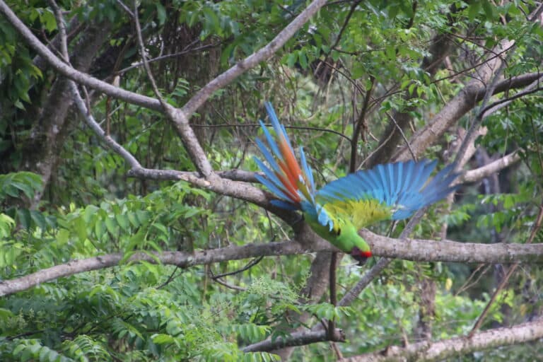 Great Green Macaw Taking Flight in Tropical Rainforest | Natural Costa Rica