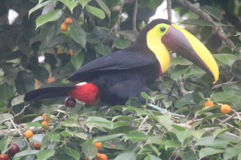 Chestnut-mandibled Toucan perched in lush, tropical fruit tree | Natural Costa Rica