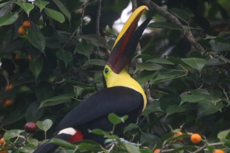 Chestnut-mandibled Toucan amidst lush foliage in Costa Rica | Natural Costa Rica