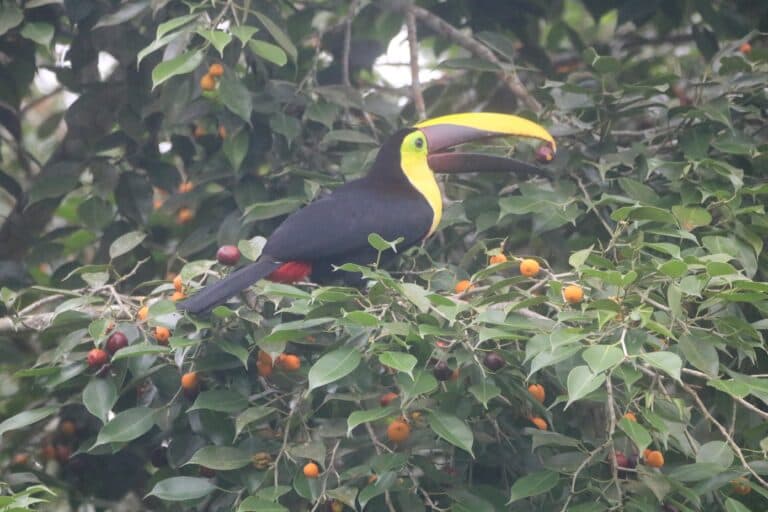 Chestnut-mandibled Toucan Enjoying Figs in its Habitat | Natural Costa Rica