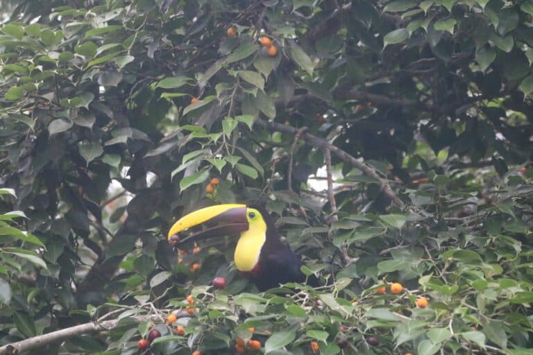 Chestnut-mandibled Toucan enjoying a meal in a tree | Natural Costa Rica