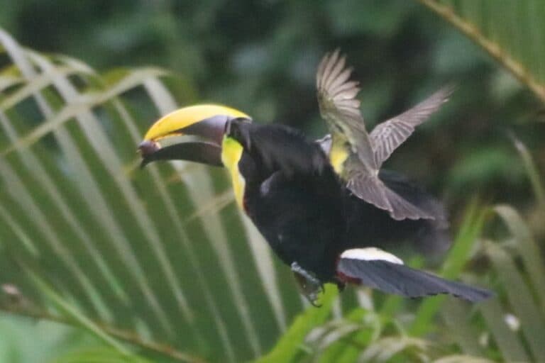 Colorful Toucan and Flycatcher bird interaction | Natural Costa Rica
