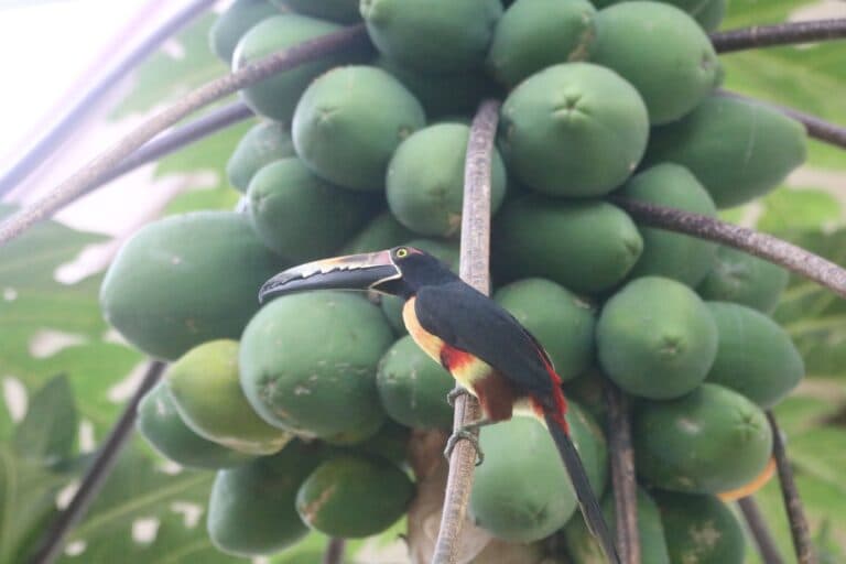 Collared Aracari Toucan Bird perched in Papaya Tree | Natural Costa Rica