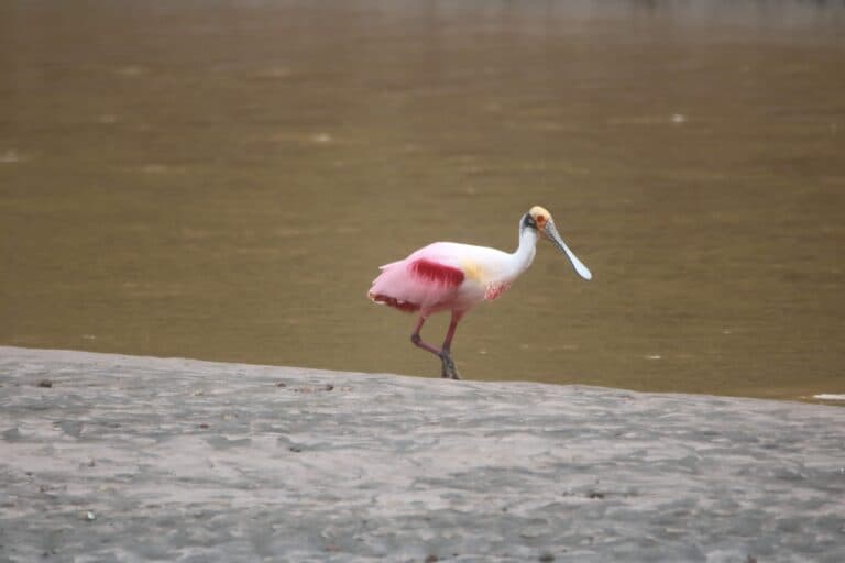 Roseate Spoonbill Bird on the Shoreline | Natural Costa Rica
