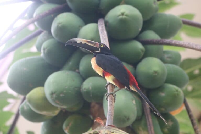 Collared Aracari Toucan Bird Amongst Green Papaya Fruit | Natural Costa Rica