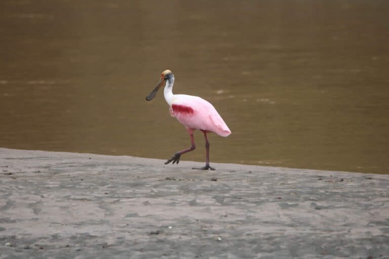 Roseate Spoonbill walking along waters edge in nature | Natural Costa Rica