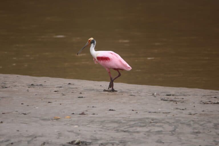 Roseate Spoonbill wading on the shore | Natural Costa Rica