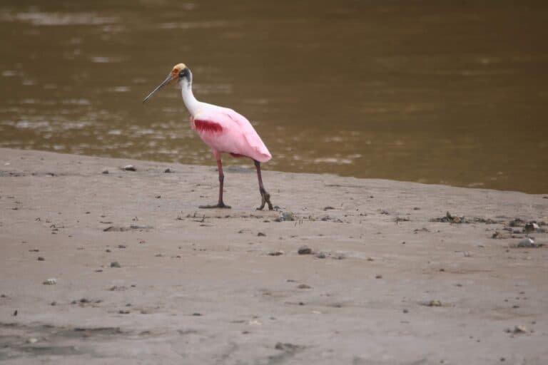 Roseate Spoonbill bird portrait on shoreline. | Natural Costa Rica