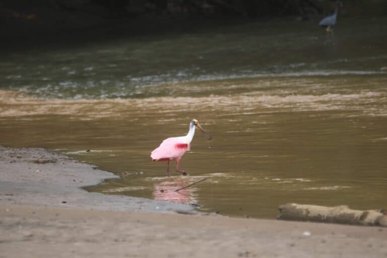 Roseate Spoonbill Wading in Brown Water | Natural Costa Rica
