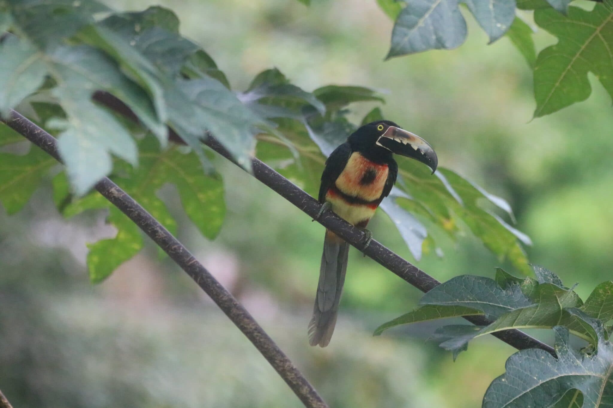Collared Aracari Bird Perched in Lush Greenery | Natural Costa Rica