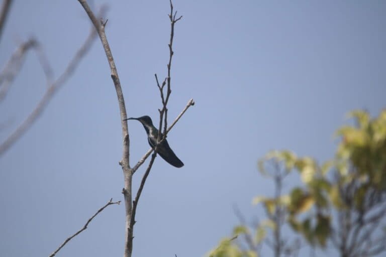 Hummingbird perched on a tree branch, against sky | Natural Costa Rica