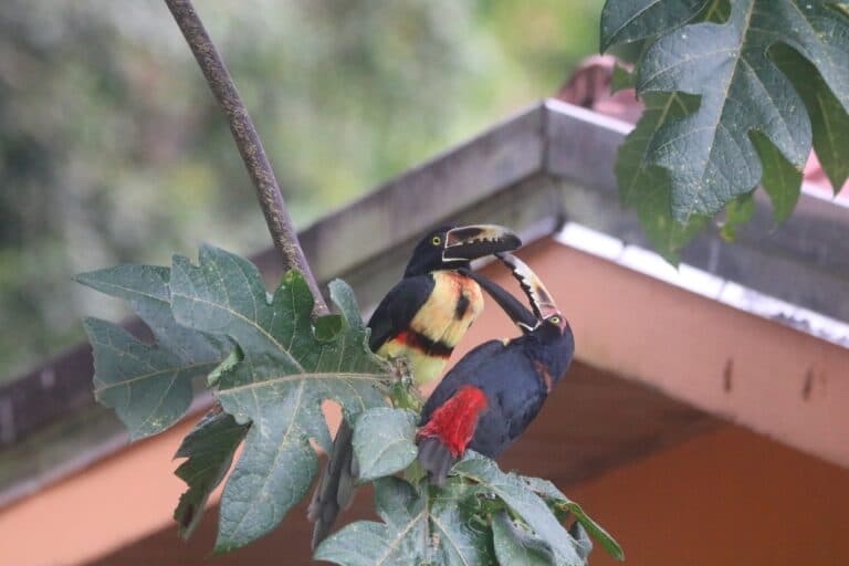 Fiery-billed Aracaris Sharing Fruit | Natural Costa Rica
