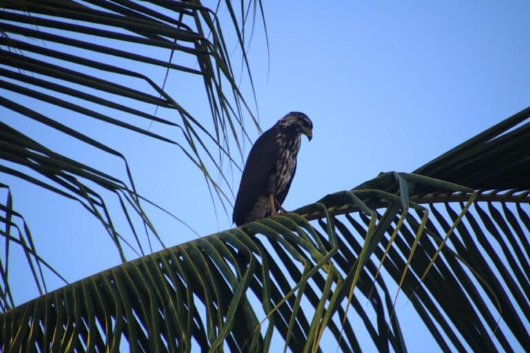 Hawk perched in a palm tree. | Natural Costa Rica