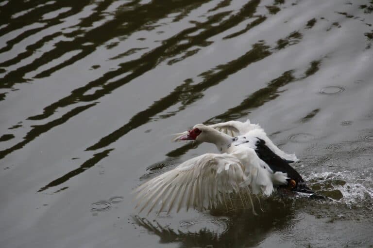 Muscovy Duck Splashing in Water, wings spread wide | Natural Costa Rica
