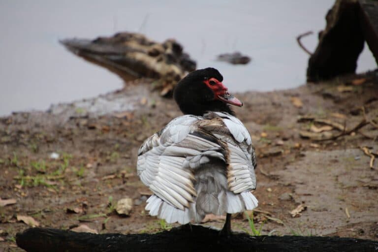 Muscovy Duck on muddy bank, wildlife background | Natural Costa Rica