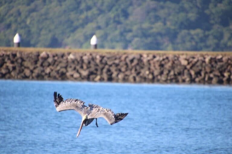 Pelican diving toward blue water for food | Natural Costa Rica