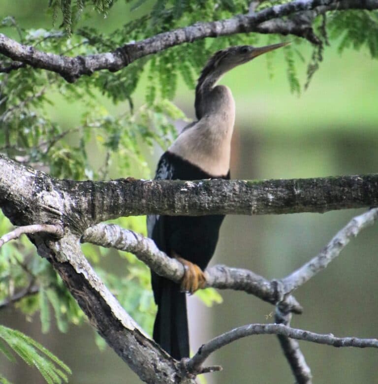 Anhinga Perched on Branch in Natural Habitat | Natural Costa Rica