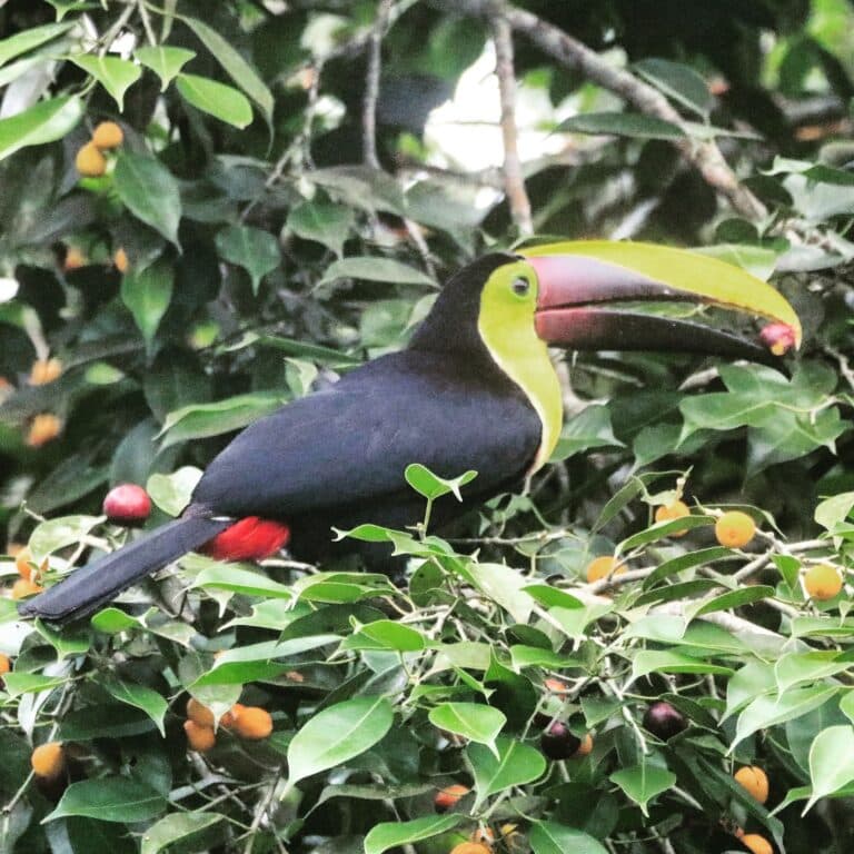 Yellow-throated Toucan perched in tree with fruit | Natural Costa Rica