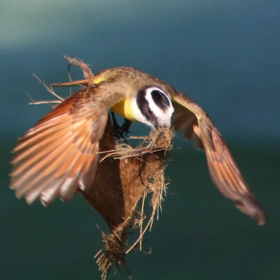 Great Kiskadee bird building a nest. | Natural Costa Rica