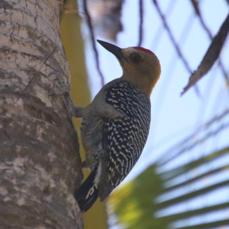 Woodpecker perched on a tree trunk. | Natural Costa Rica