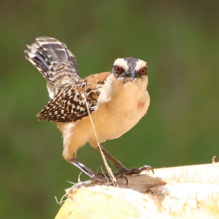 Rufous-browed peppershrike bird perched on a coconut. | Natural Costa Rica