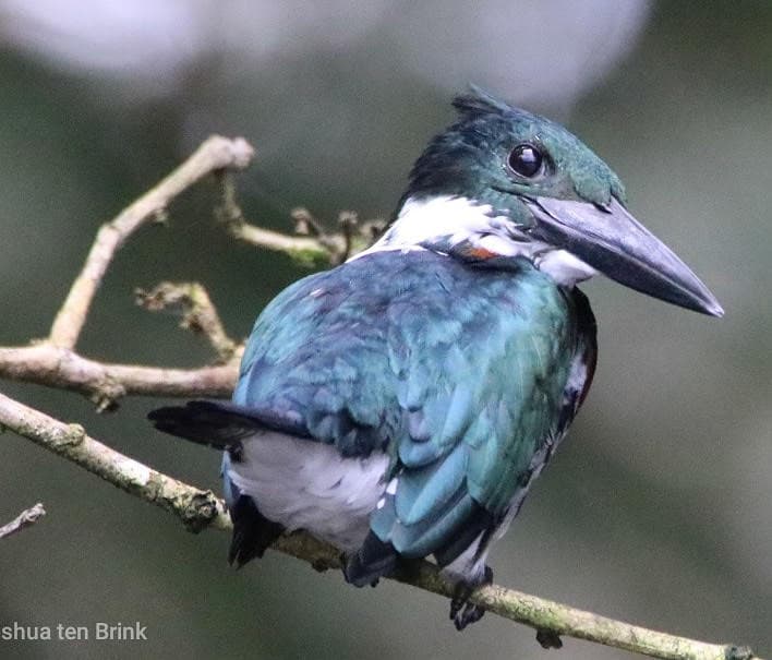 Ringed Kingfisher Bird Perched on Branch in Green Forest | Natural Costa Rica