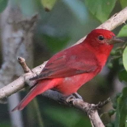 Vibrant Scarlet Tanager perched on a branch. | Natural Costa Rica