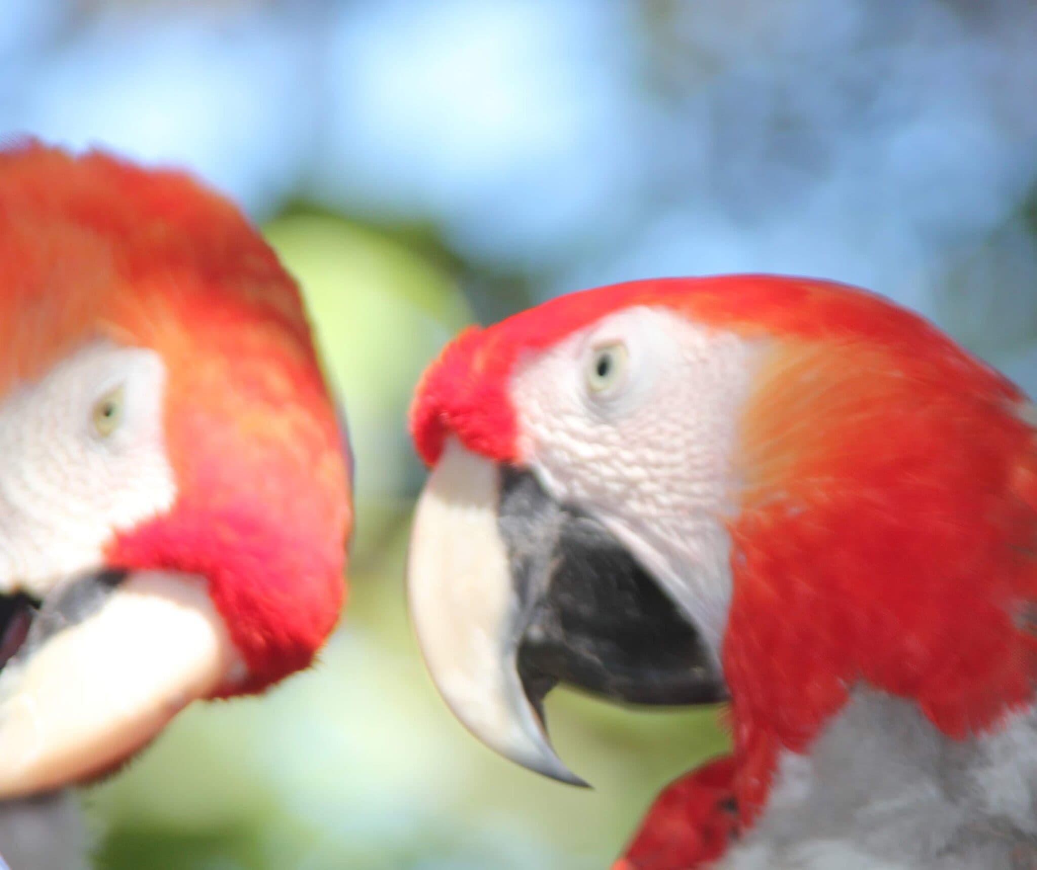 Scarlet Macaws: A Colorful Duo of Tropical Birds | Natural Costa Rica