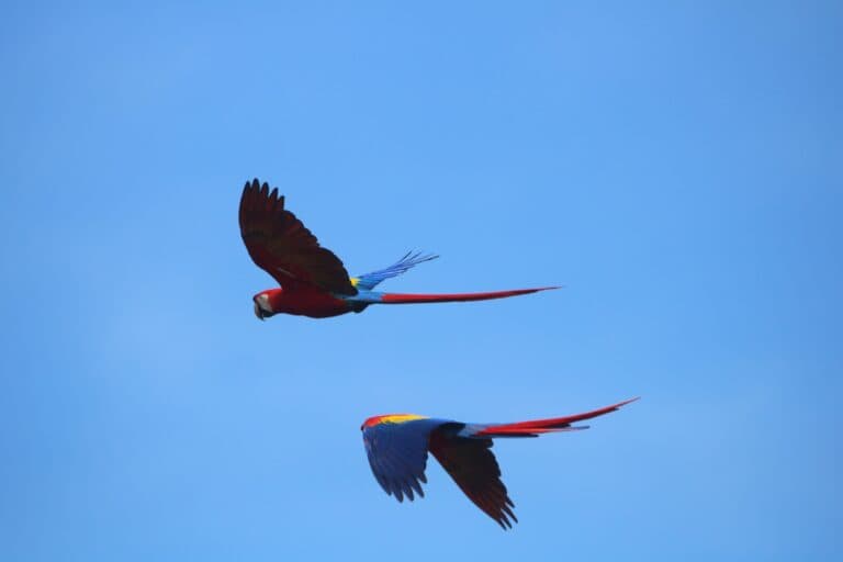 Scarlet Macaws soaring in blue sky, wildlife photography | Natural Costa Rica