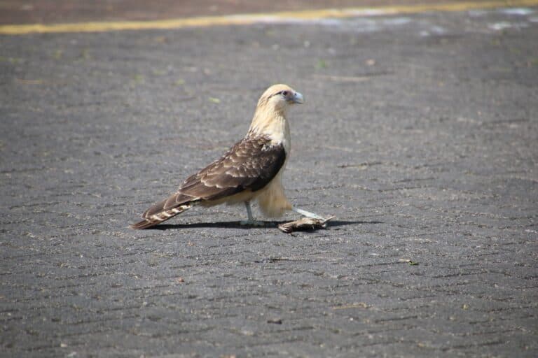 Southern Caracara with prey, Galapagos scavenger bird | Natural Costa Rica