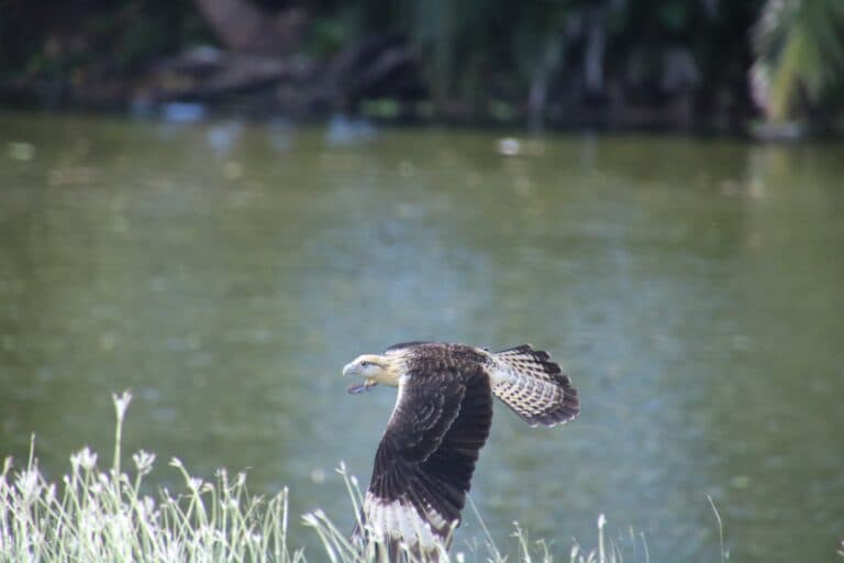 Whistling Kite soaring near a calm lake | Natural Costa Rica