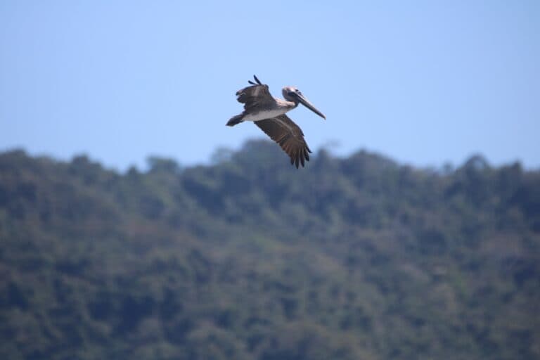 Pelican soars over land with mountain backdrop. | Natural Costa Rica