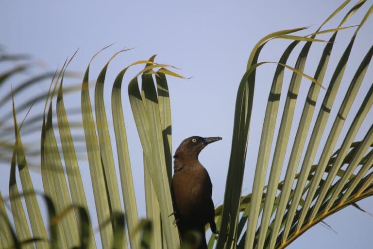 Grackle in Palm Fronds, Eyeing the Distance | Natural Costa Rica
